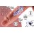 Dildo vibrador eyaculador con calefacción a control remoto